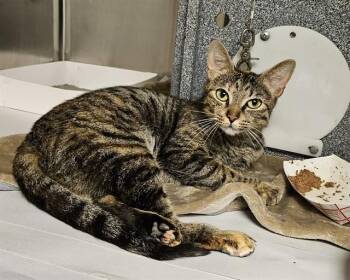 Domestic Short Hair Cats Available for Adoption - TERE | PetCurious