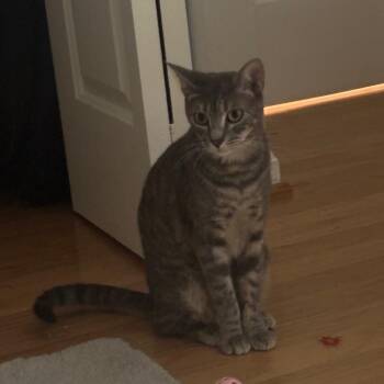 N&E: Nadia -  Domestic Short Hair Cat for Adoption in Falls Church, Virginia - N&E: Nadia | PetCurious