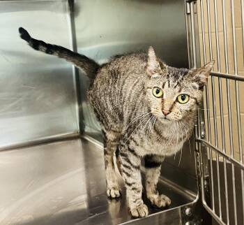 Greenly -  Domestic Short Hair and Tabby Cat for Adoption in Seabrook, Texas - Greenly | PetCurious