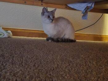 Siamese Cats Available for Adoption in Lafayette, Colorado - Daisy | PetCurious