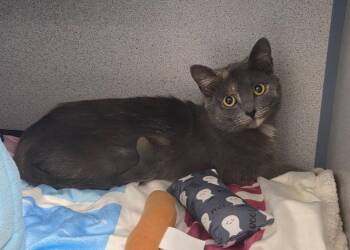 Domestic Short Hair Cats Available for Adoption - Roxy | PetCurious