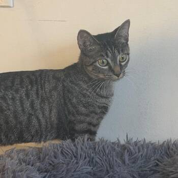 Sage -  Domestic Short Hair Cat for Adoption in Durham, North Carolina - Sage | PetCurious