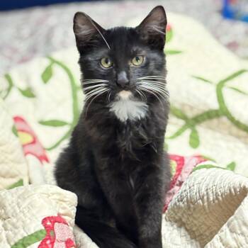 Venus -  Domestic Long Hair Cat for Adoption in Liverpool, Texas - Venus | PetCurious