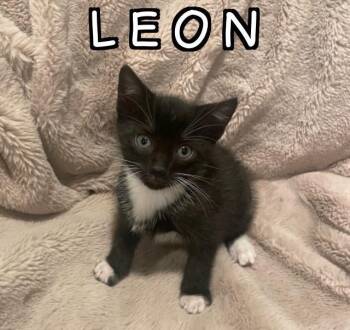 Tuxedo and American Shorthair Cats Available for Adoption in Billerica, Massachusetts - Leon | PetCurious