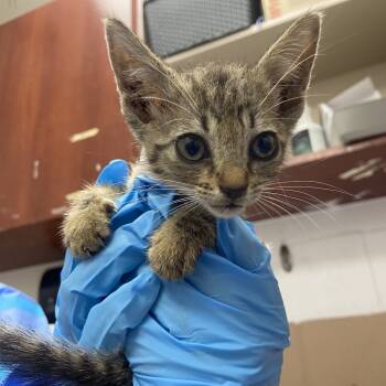 Rescue Domestic Short Hair Cats for Adoption in Kanab, Utah - Green | PetCurious