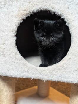 Domestic Short Hair Cats Available for Adoption in Fort Collins, Colorado - Cuddle Moon | PetCurious