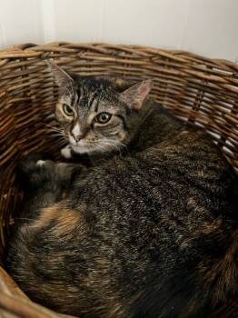 Rescue Domestic Short Hair Cats for Adoption in Sebastian, Florida - Calamity / Trouble | PetCurious