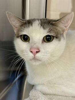 Domestic Short Hair Cats Available for Adoption in Wichita, Kansas - Bag Of Pizza Crust | PetCurious