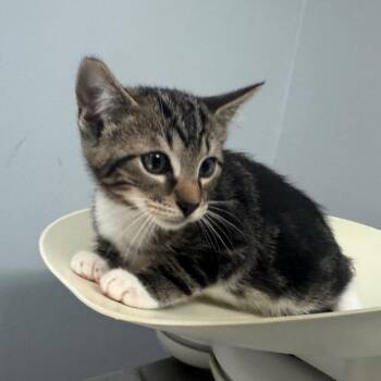Lemur 6545 -  Domestic Short Hair Cat for Adoption in Columbus, Georgia - Lemur 6545 | PetCurious