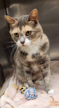 Ithaca -  Domestic Short Hair Cat for Adoption in Clayton, New Jersey - Ithaca | PetCurious