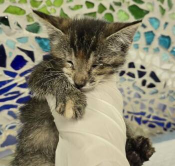 PHISH -  Domestic Short Hair Cat for Adoption in Pensacola, Florida - PHISH | PetCurious