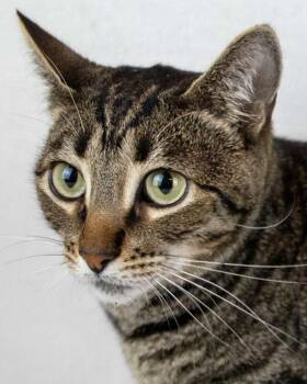 Cosmo -  Domestic Short Hair and Tabby Cat for Adoption in Kennesaw, Georgia - Cosmo | PetCurious