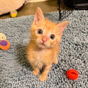 Troy -  Domestic Short Hair Cat for Adoption in Kanab, Utah - Troy | PetCurious