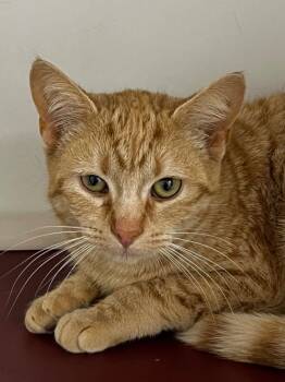 Domestic Short Hair Cats Available for Adoption - 26-54 Meowchael | PetCurious