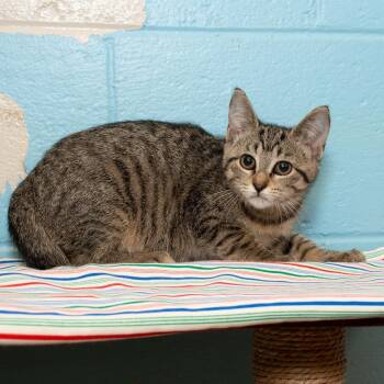 Kagome -  Domestic Medium Hair Cat Available for Adoption in Troy, Ohio - Kagome | PetCurious