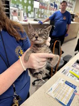 BEAN -  Domestic Short Hair Cat for Adoption in Louisville, Kentucky - BEAN | PetCurious