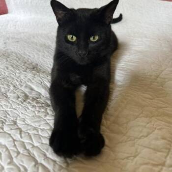 Robert Smith -  Domestic Short Hair Cat for Adoption in Royal Oak, Michigan - Robert Smith | PetCurious