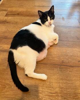 Rescue Domestic Short Hair Cats for Adoption in Beaverton, Oregon - Carol | PetCurious