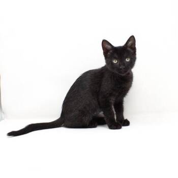 Seine -  Domestic Short Hair Cat for Adoption in Florence, Arizona - Seine | PetCurious