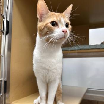 Harley -  Domestic Short Hair Cat for Adoption in Spokane, Washington - Harley | PetCurious