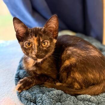 Rescue Domestic Short Hair Cats for Adoption in Garfield, Arkansas - Radish | PetCurious