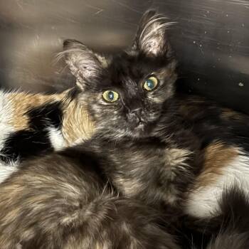 Agnes -  Tortoiseshell and Domestic Medium Hair Cat for Adoption in Antioch, California - Agnes | PetCurious