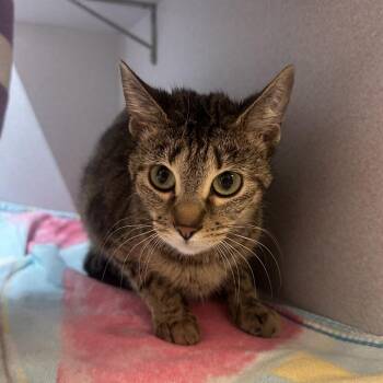 Cherub -  Domestic Short Hair Cat for Adoption in Pittsburgh, Pennsylvania - Cherub | PetCurious