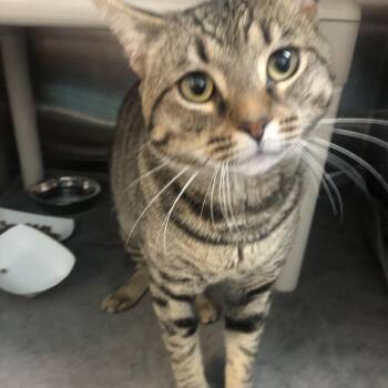 Frederick -  Domestic Short Hair Cat for Adoption in Philadelphia, Pennsylvania - Frederick | PetCurious