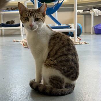 Samson -  Domestic Short Hair Cat for Adoption in Latrobe, Pennsylvania - Samson | PetCurious