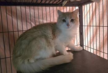 Roku -  Domestic Long Hair Cat for Adoption in Dickson, Tennessee - Roku | PetCurious