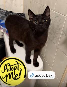 Dax aka Babyface -  Manx Cat for Adoption in Bell Gardens, California - Dax Aka Babyface | PetCurious