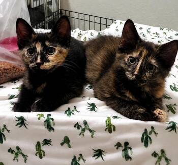 Jolly Jewel, Happy Harper-Bonded -  Tortoiseshell Cat for Adoption in Homestead, Florida - Jolly Jewel, Happy Harper-Bonded | PetCurious