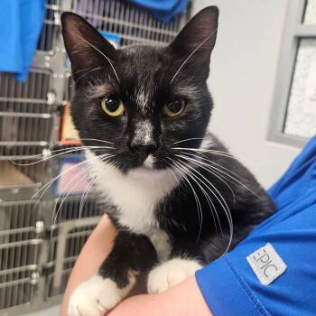 Sylvester -  Domestic Short Hair Cat for Adoption in Greenville, South Carolina - Sylvester | PetCurious