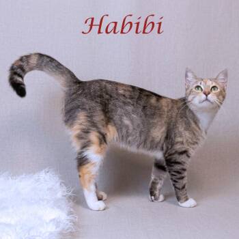 Habibi C26-176 -  Domestic Short Hair Cat for Adoption in Lebanon, Tennessee - Habibi C26-176 | PetCurious