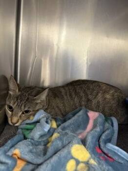 Rescue Domestic Short Hair Cats for Adoption in Annapolis, Maryland - Lula | PetCurious