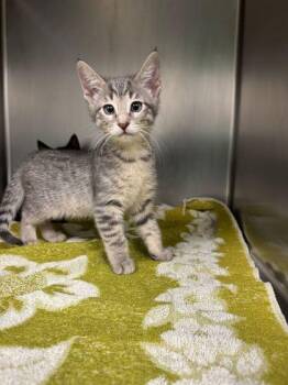 Domestic Short Hair Cats Available for Adoption - Neroli | PetCurious