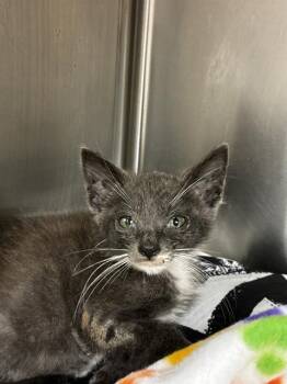 BEIBER -  Domestic Short Hair Cat for Adoption in Fort Lauderdale, Florida - BEIBER | PetCurious