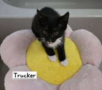Trucker -  Domestic Short Hair Cat for Adoption in Boynton Beach, Florida - Trucker | PetCurious