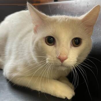 Domestic Short Hair Cats Available for Adoption in Oak Park, Illinois - Hughie | PetCurious