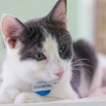 Zeddmore -  Domestic Short Hair Cat for Adoption in Zimmerman, Minnesota - Zeddmore | PetCurious