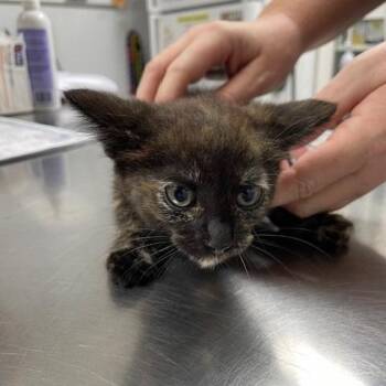 Penzy -  Domestic Short Hair Cat for Adoption in Hawthorne, California - Penzy | PetCurious