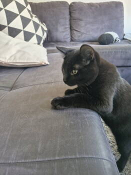 Rescue Domestic Short Hair Cats for Adoption in Montreal, Quebec - Marius | PetCurious