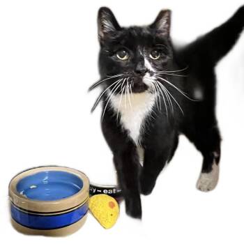 Rescue Domestic Short Hair Cats for Adoption in Springfield, Illinois - Puddin | PetCurious