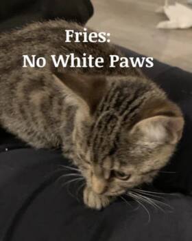 Domestic Short Hair Cats Available for Adoption in Hazlet, New Jersey - Fries | PetCurious