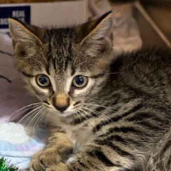Aperol Spritz -  Domestic Short Hair Cat for Adoption in Chattanooga, Tennessee - Aperol Spritz | PetCurious