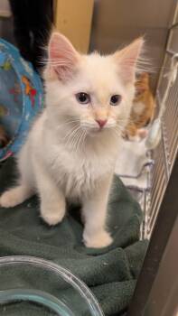 Sinatra -  Domestic Short Hair Cat for Adoption in Missoula, Montana - Sinatra | PetCurious