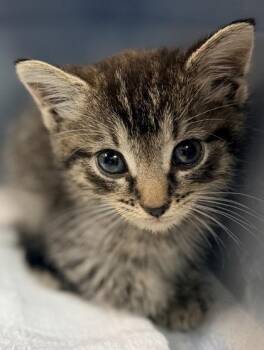 Gypsy Girl -  Domestic Short Hair Cat for Adoption in Bowling Green, Kentucky - Gypsy Girl | PetCurious