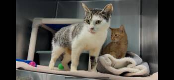 Rescue Domestic Short Hair Cats for Adoption in Marion, North Carolina - Elanore | PetCurious