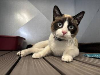 Domestic Short Hair Cats Available for Adoption - Kai | PetCurious