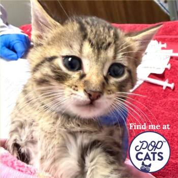 Domestic Short Hair Cats Available for Adoption - Pheasant | PetCurious